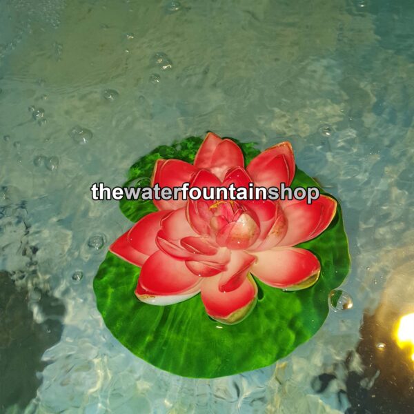 floating lotus in pond